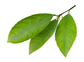 Fototapeta premium Fresh twig with green citrus leaves isolated on white