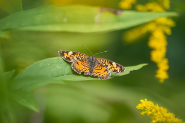 Pearl Crescent Butterfly on Leaf in Summer