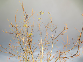 floral background with grass and flowers