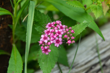 Spiraea Flowers in Bloom in Springtime