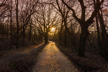 Cobblestone street with pedestrians in the sunset, oak trees in the winter with sunset