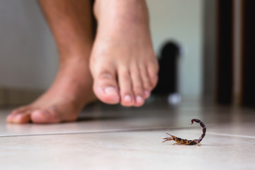 Scorpion indoors near a person. Person walking near a scorpion. Detection concept, brown or yellow scorpion, poisonous sting. - obrazy, fototapety, plakaty