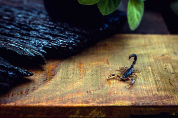 scorpion problem, scorpion plague indoors. Poisonous animal inside the house, need for fingerings....