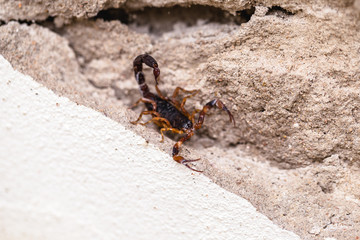 Scorpion on the wall, hidden. Tityus bahiensis, also known as black scorpion, is a species of scorpion from Brazil, has a very dark color and brown paws. Peigo concept, deadly and poisonous animal.