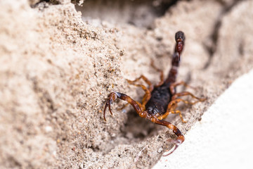 Tityus bahiensis, also known as black scorpion, is a species of scorpion from eastern and central Brazil. Measures 6 cm in length, has very dark coloration and brown paws.