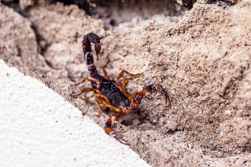 Scorpion on the wall, hidden. Tityus bahiensis, also known as black scorpion, is a species of scorpion from Brazil, has a very dark color and brown paws. Peigo concept, deadly and poisonous animal.