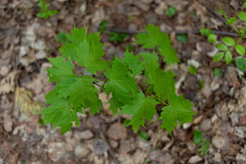 green maple tree leaves with shadows during spring