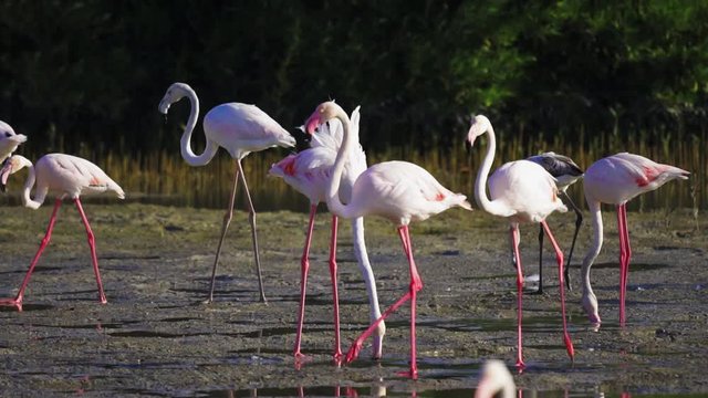 flamingos in a lake in the Dubai Ras Al Khor Wildlife Sanctuary