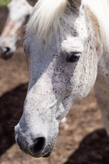face close up white horse with brown spots. Direct sunlight with hard shadows