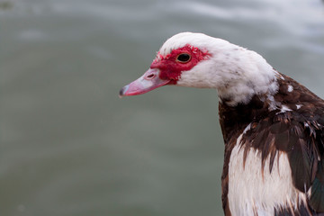 Expression of a duck's face