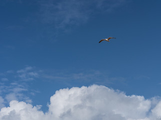 Gaviotas volando