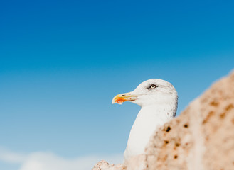 Gaviota en un muro cerca del mar	