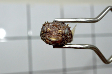 Puffer fish in front view