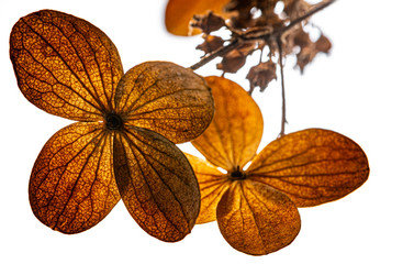 dried flower close up - an autumnal picture