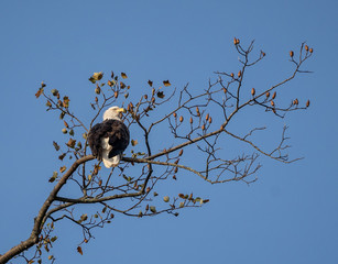 Bald Eagle (Haliaeetus leucocephalus) perched on tree branch against blue sky background