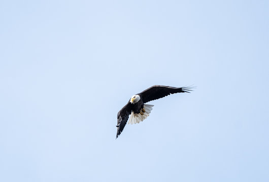 Bald Eagle (Haliaeetus leucocephalus) flying against blue sky background