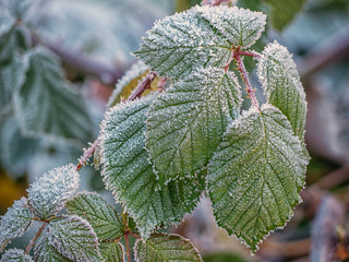 Green frozen leaves in hoarfrost. Natural wallpaper, interior photo