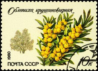 Sea-buckthorn (Hippophae rhamnoides) on postage stamp