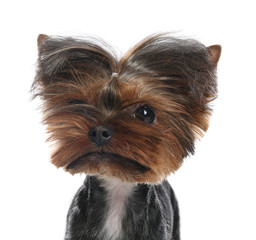 Cute Yorkshire terrier dog on white background