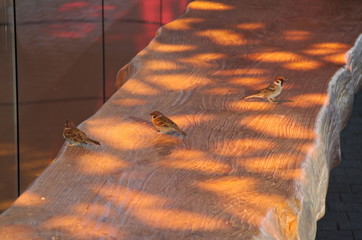 Spatzen spielen in den Lichtreflektionen