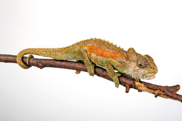 Zwergchamäleon / Transvaal dwarf chameleon (Bradypodion transvaalense)