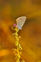 Closeup beautiful butterfly sitting on the flower.