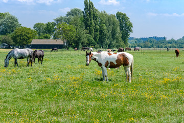Obraz premium Konie stoją na zielonej, trawiastej łące z żółtymi kwiatami w słoneczny dzień, zaledwie kilka kilometrów od Rotterdamu w Holandii
