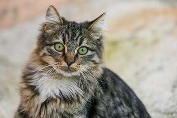 the green-eyed cat and his yesilous gaze