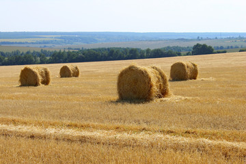 Fototapeta premium Harvesting, rural, farming concept. Shot of straw bales on a farm, no people.