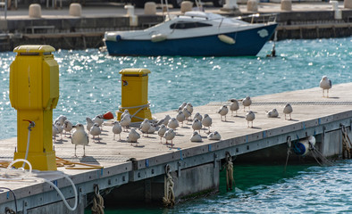 Fototapeta na wymiar Seagulls on the pier