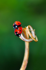 Beautiful ladybug on leaf defocused background