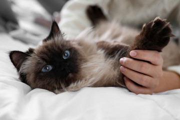 Woman playing with her cute Balinese cat on bed at home, closeup. Fluffy pet - obrazy, fototapety, plakaty