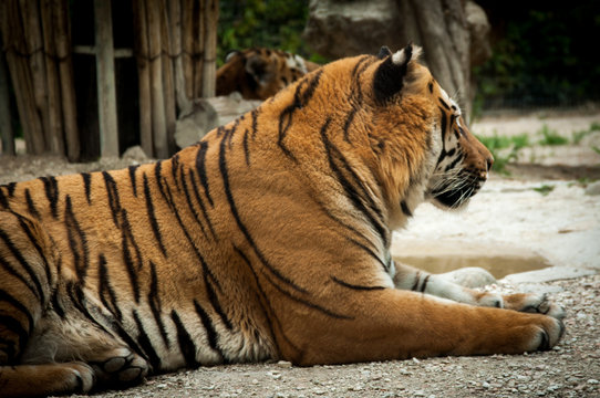 Tigre