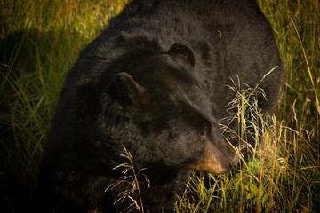 Naklejka premium Bear Glance