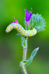 Beautiful Сaterpillar of swallowtail - Stock Image