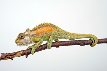 Zwergchamäleon / Transvaal dwarf chameleon (Bradypodion transvaalense) © bennytrapp