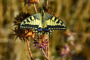 Closeup beautiful butterfly sitting on the flower.