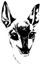illustration of a deer head on a white background