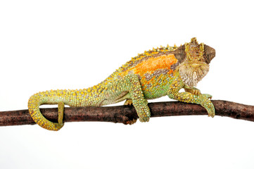 Zwergchamäleon / Transvaal dwarf chameleon (Bradypodion transvaalense) © bennytrapp