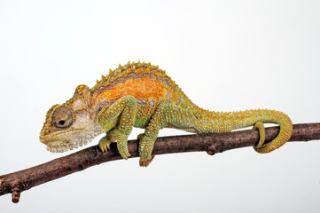 Zwergchamäleon / Transvaal dwarf chameleon (Bradypodion transvaalense) © bennytrapp