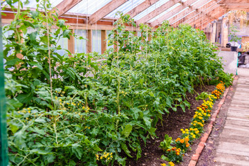Fototapeta na wymiar Tomato plants growing in a greenhouse with marigolds to keep pests away.