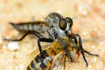 Macro shot of a robber fly 