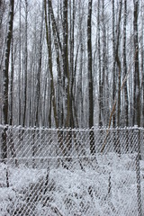 snowy fence and forest