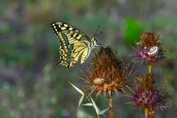 Closeup beautiful butterfly sitting on the flower.