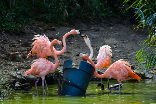 des flamants roses se disputent leurs repas au parc de villars les dombes