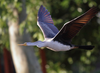 Flying Female Australasian Darter