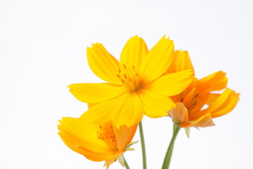 Orange cosmos flowers on a bright white isolated background