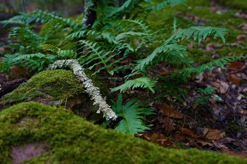 fern in forest,moss,woods 
