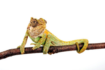 Zwergchamäleon / Transvaal dwarf chameleon (Bradypodion transvaalense) © bennytrapp