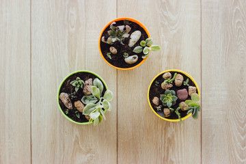 Succulents and cacti in colorful pots on the wooden floor. Three bright pots with small plants. Selective focus.